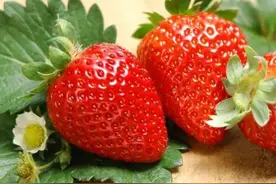 旺财旺福的“吉利果”，不吃也要买几个，霜降节气放在家里讨吉利图片