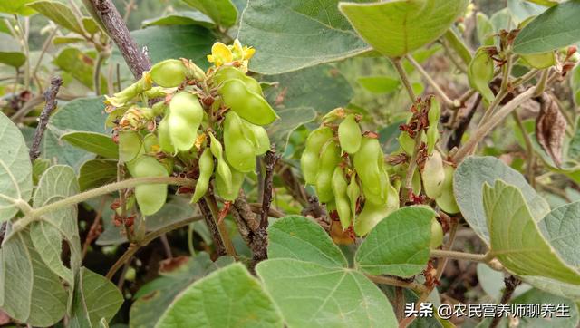 农民叫它"山黑豆",煮水妙用多,长在世外桃源般的地方真好