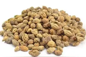 《本草精荟》：固精缩尿：益智仁图片