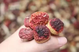 今日靓汤（红菇瘦肉汤——适合高尿酸人群）图片