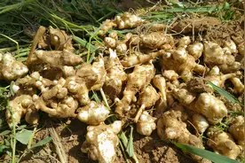 立春前后挑些发芽的生姜，按“这要求”养，观赏、食用两全了图片