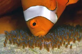 造物主的惩罚？人类为什么要体内受精，而不能像鱼一样体外受精？图片