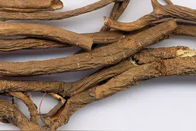 每日一中药——五加皮图片