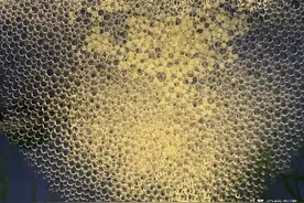 钓鱼人看着都痛心，河道清理水草，密密麻麻的鱼卵也一同被清理图片