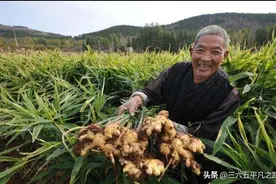 生姜价格翻番，价格连连上涨，售价达14元，农民:种少了图片