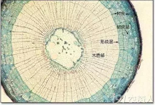 褰卞搷鑶ㄦ灉鐨勫崄澶у厓绱狅紒浣犻兘鐭ラ亾鍚楋紵