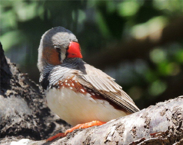 澳洲这种奇异的鸟，雌鸟择偶不太注重外表，亲鸟边孵蛋边“胎教”