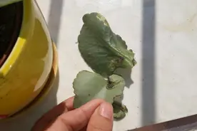 总结长寿花经常遇到的6个“问题”，提前了解遇到就能及时救治图片