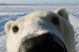 冰川融化，北极熊举起石头砸向海象，犹如400万年前的人类祖先图片