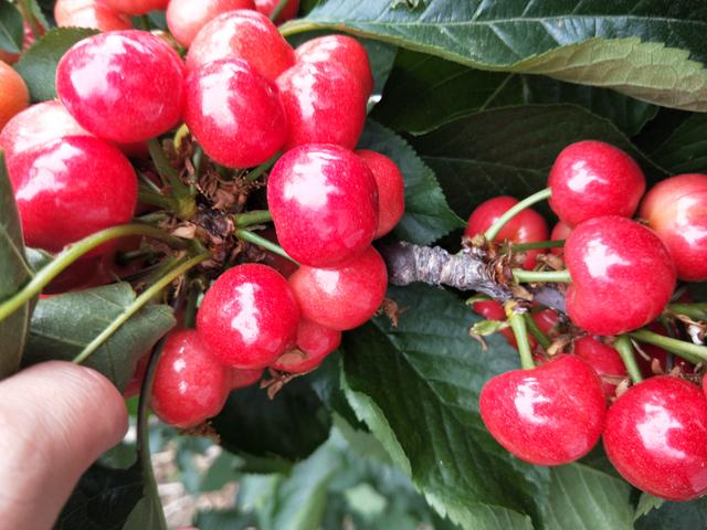 氨基酸水溶肥在果树上使用有什么功效与作用？