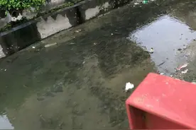 臭水沟里的美食？广东河道现花斑罗非鱼，肉质鲜美，数量越来越多图片
