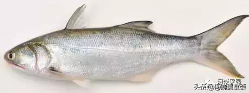 本港海鲜和外港区别 2026年本港海鲜和外港区别大吗