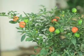 果实观赏根入药，这种植物简单低调，却浑身是宝视频封面