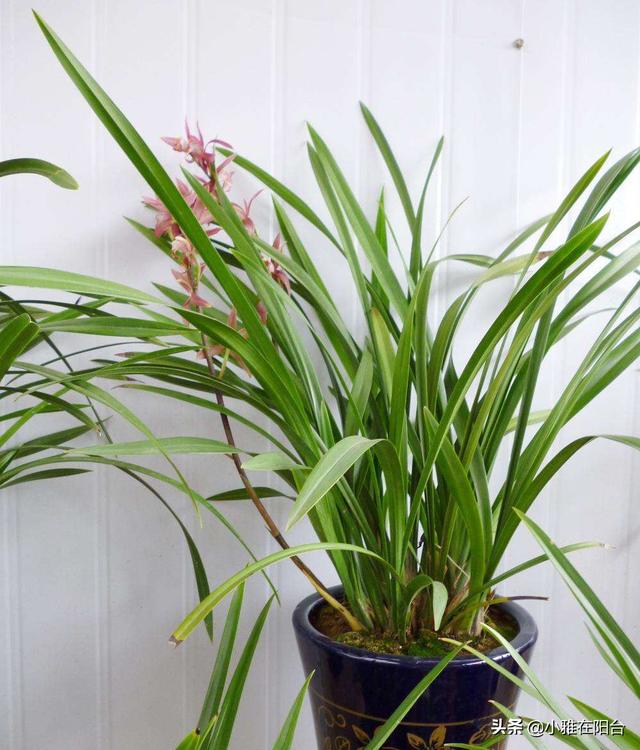 兰花要如何养才能开花多（养兰花）