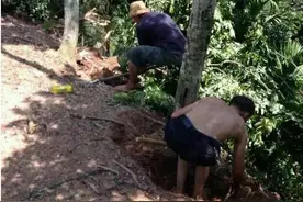 男子不顾老父亲的劝阻，为发财砍倒30年黄花梨树图片