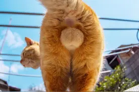 猫隐睾丨迷失的蛋蛋，究竟在哪里？图片