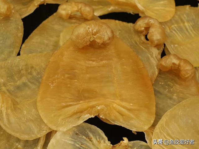 赤嘴鳘鱼胶是什么 2026年赤嘴鳘鱼胶的特征