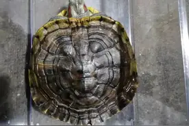 注意！这种乌龟最好别碰，3名嫌疑人被霞山警方抓获图片