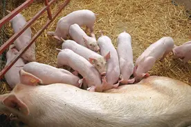 给猪打针打疫苗太麻烦怎么办，老猪农教你两个方法轻松解决图片