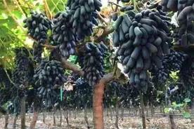 刚刚炒红的葡萄品种，被美国人给告了，禁止在我国非法种植图片