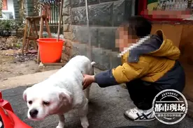 3岁孩子走丢，忠犬一路跟随保护，民警以狗寻人成功破案图片