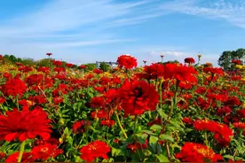 一次错爱，则终生不爱，别辜负这些星座，伤不起图片