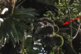 二战飞行员：跳伞逃生挂树上七十年，被发现时身上长满藤蔓和树枝图片