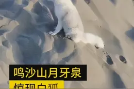 月牙泉景区首次出现白狐，工作人员：游客不要和它过多接触图片