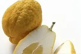 中药古今研究：香橼图片