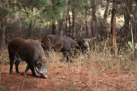 日本30000头野猪泛滥，却无人敢吃，赏金猎人杀猪成百万富翁图片