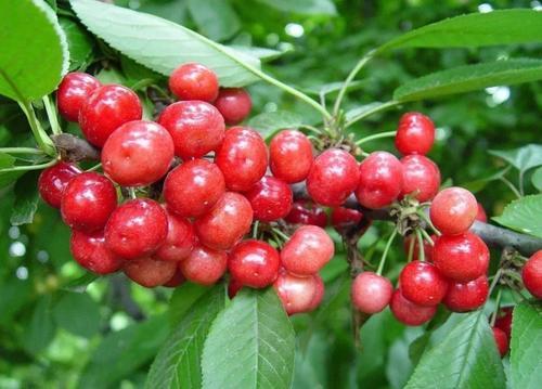 姘ㄥ熀閰搞€侀粍鑵愰吀銆佽厫妞嶉吀鏈変粈涔堜笉鍚岋紝鍔熻兘浣滅敤浠嬬粛