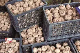 魔芋种久了长得越来越小怎么办？教你自己培育种子，附操作方法图片