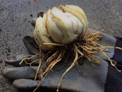 鱼鳞配鱼鳞后代