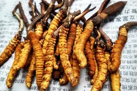 补虚佳品话虫草图片