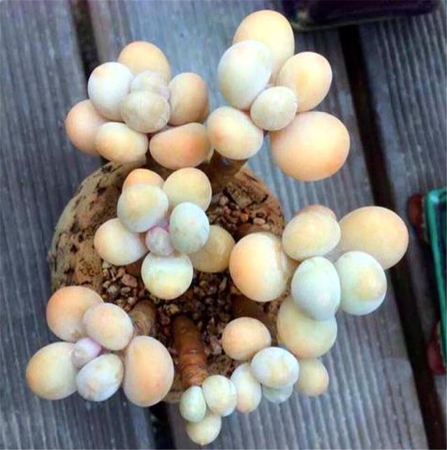 多肉植物原始奶酪(多肉植物奶酪蛋糕)-措必培