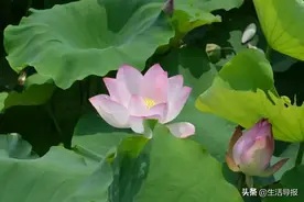 就在明天，新民荷花节开幕啦！重点是门票免费图片