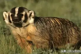 平头哥，非洲的獾就是平头哥，但你真的了解你的哥吗图片