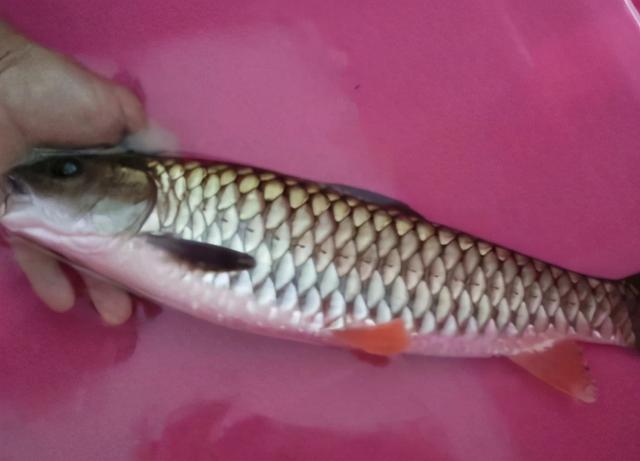 淡水鱼没有鱼鳞的鱼是什么鱼