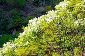秦岭这一未开发峪口，有山有水还免费，堪称自驾游胜地图片