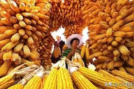 秋分将至，玉米收割期快到，一亩玉米地多赚300元，咋回事？图片