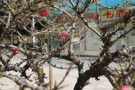 扶风高中—春天里的校园图片