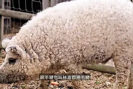 绵羊和猪结合成“绵羊猪”？又能剃毛，又能吃肉一举两得视频封面