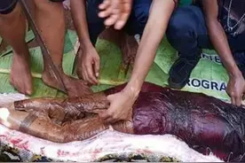 印尼捕获9米巨蟒！活人被蟒蛇吞下还能活命吗？动物学家亲自实验图片