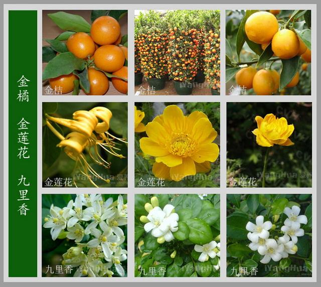 100种花名图册,收藏起来慢慢看,从此认花不求人