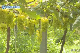 株洲蔬果地图之葡萄：甜蜜一夏图片