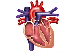 首个功能正常的微型人类心脏模型诞生，可用于研究心血管疾病图片