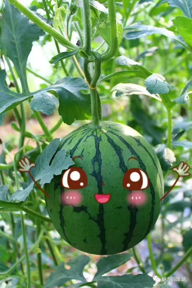 【文化节特辑】为期7天!6月1日-7日 2019·宜秀第三届龙舟文化节农耕体验精彩系列活动看过来!