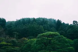 蝉噪林逾静·鸟鸣山更幽图片