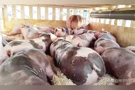 4000头猪乘坐6架包机飞中国图片