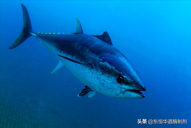 酶解金枪鱼粉制取金枪鱼蛋白多肽最佳选择是什么？